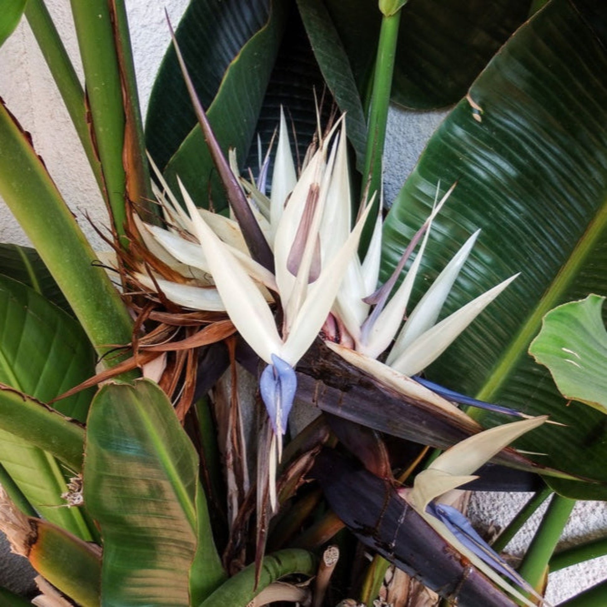 Bird of Paradise plant with broad green leaves Live Good Logistics indoor and outdoor on Tampa Home & Garden Store