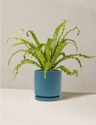 Birdsnest Fern - Tampa Home & Garden Store