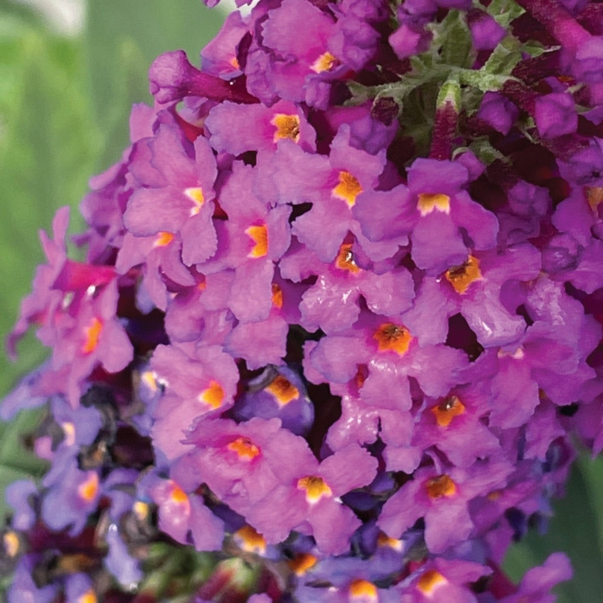 Birthday Cake Butterfly Bush plant with purple blooms and orange centers Live Good Logistics on Tampa Home & Garden Store