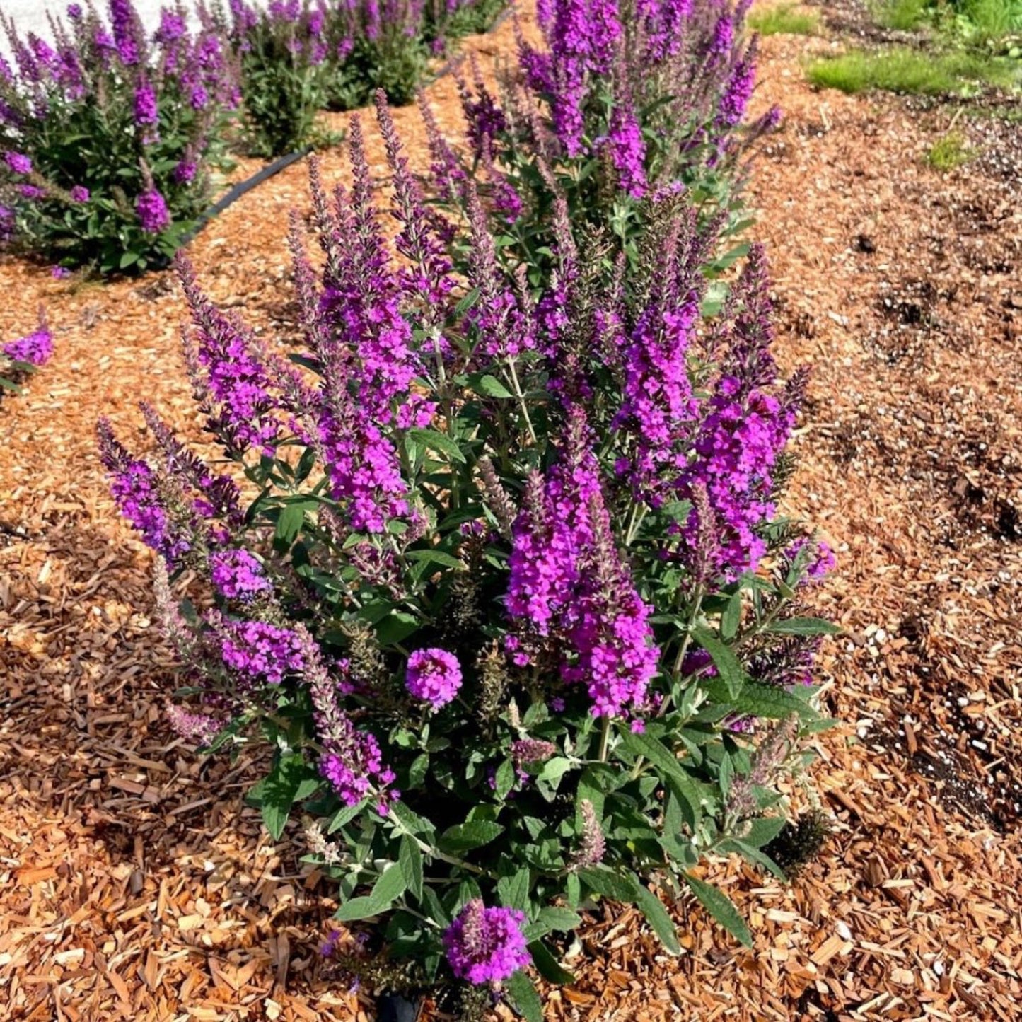 Birthday Cake Butterfly Bush plant with vibrant purple flower spikes in a mulch bed on Tampa Home & Garden Store