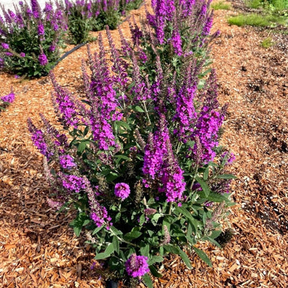 Birthday Cake Butterfly Bush plant with vibrant purple flower spikes in a mulch bed on Tampa Home & Garden Store