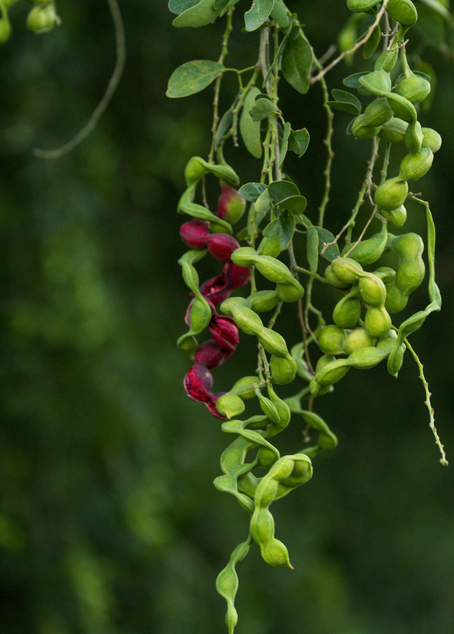 Black Bead (Pithecellobium keyense) - Tampa Home & Garden Store