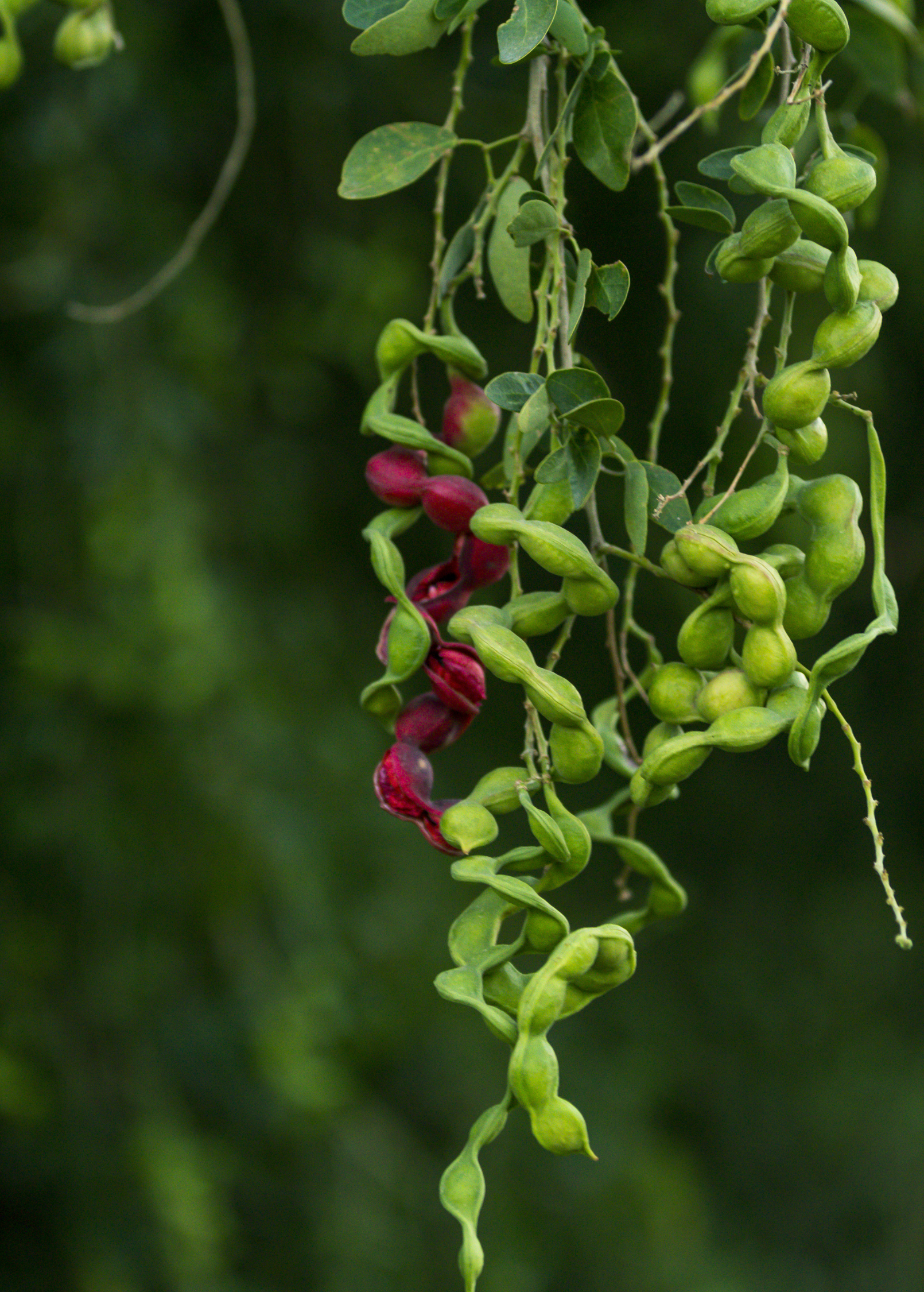Black Bead (Pithecellobium keyense) - Tampa Home & Garden Store