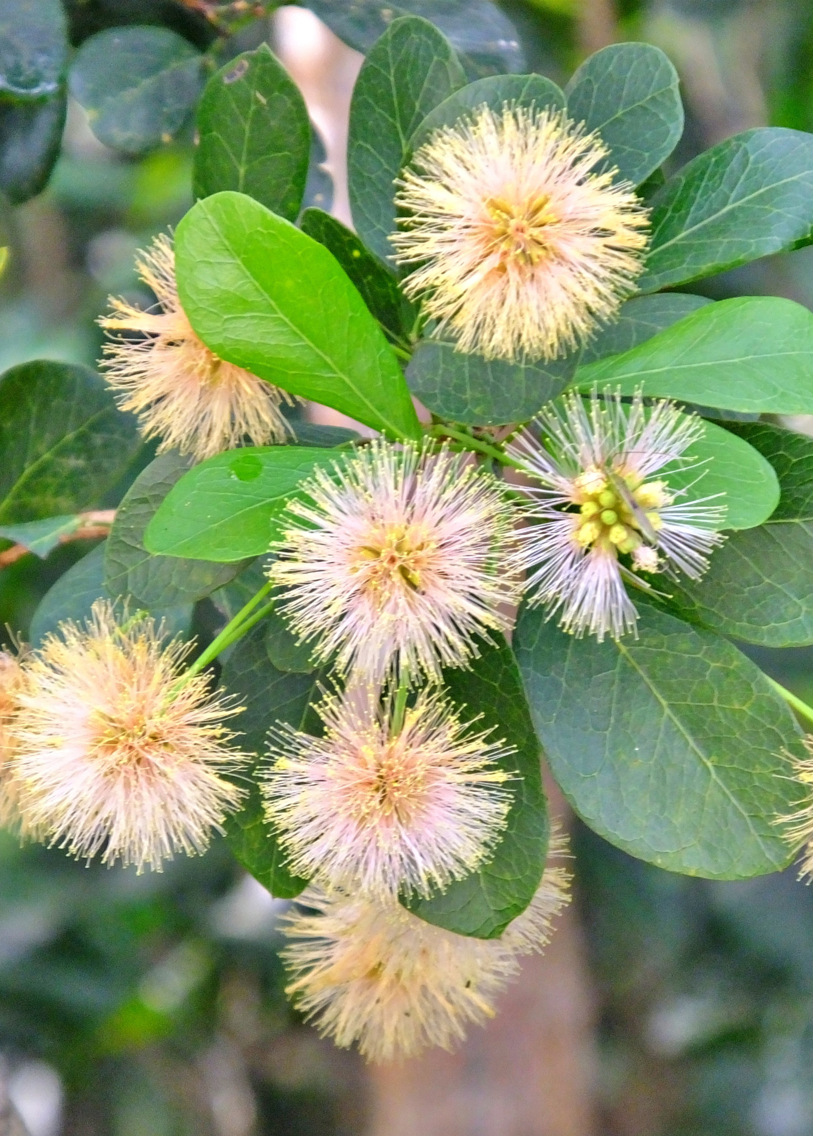 Black Bead (Pithecellobium keyense) - Tampa Home & Garden Store