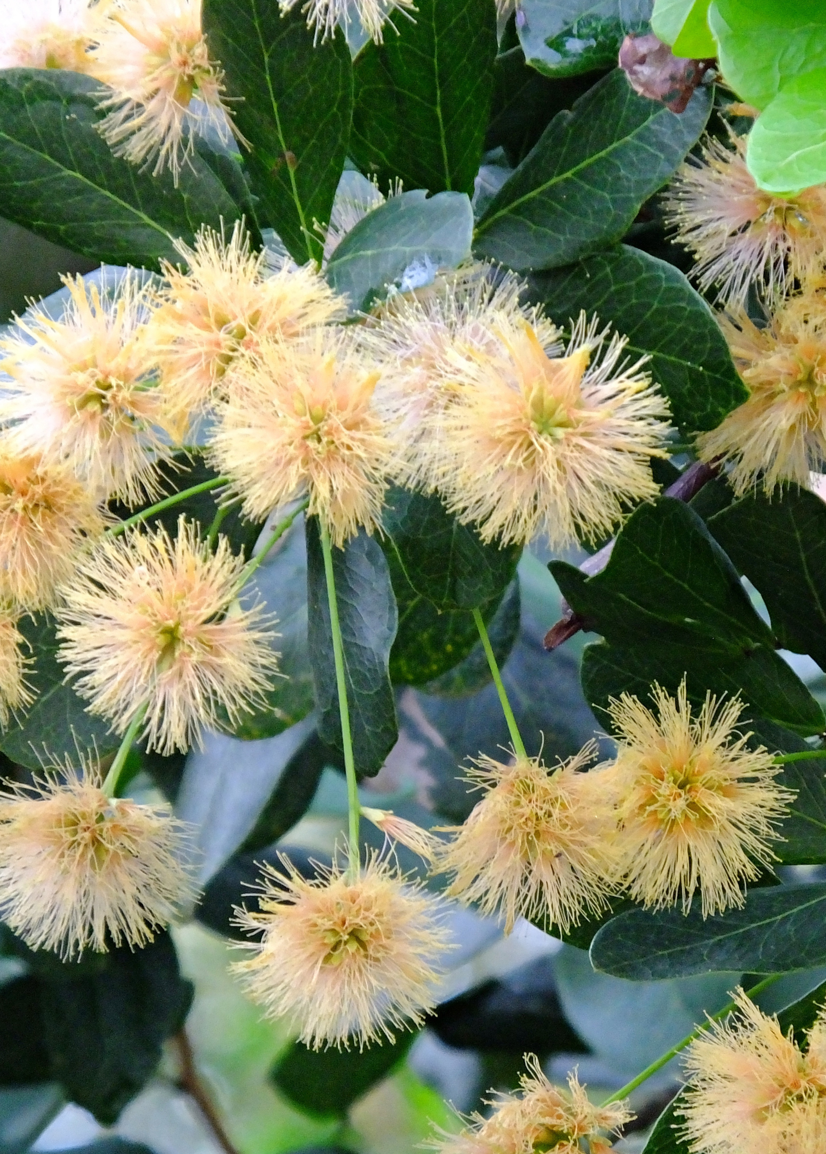 Black Bead (Pithecellobium keyense) - Tampa Home & Garden Store