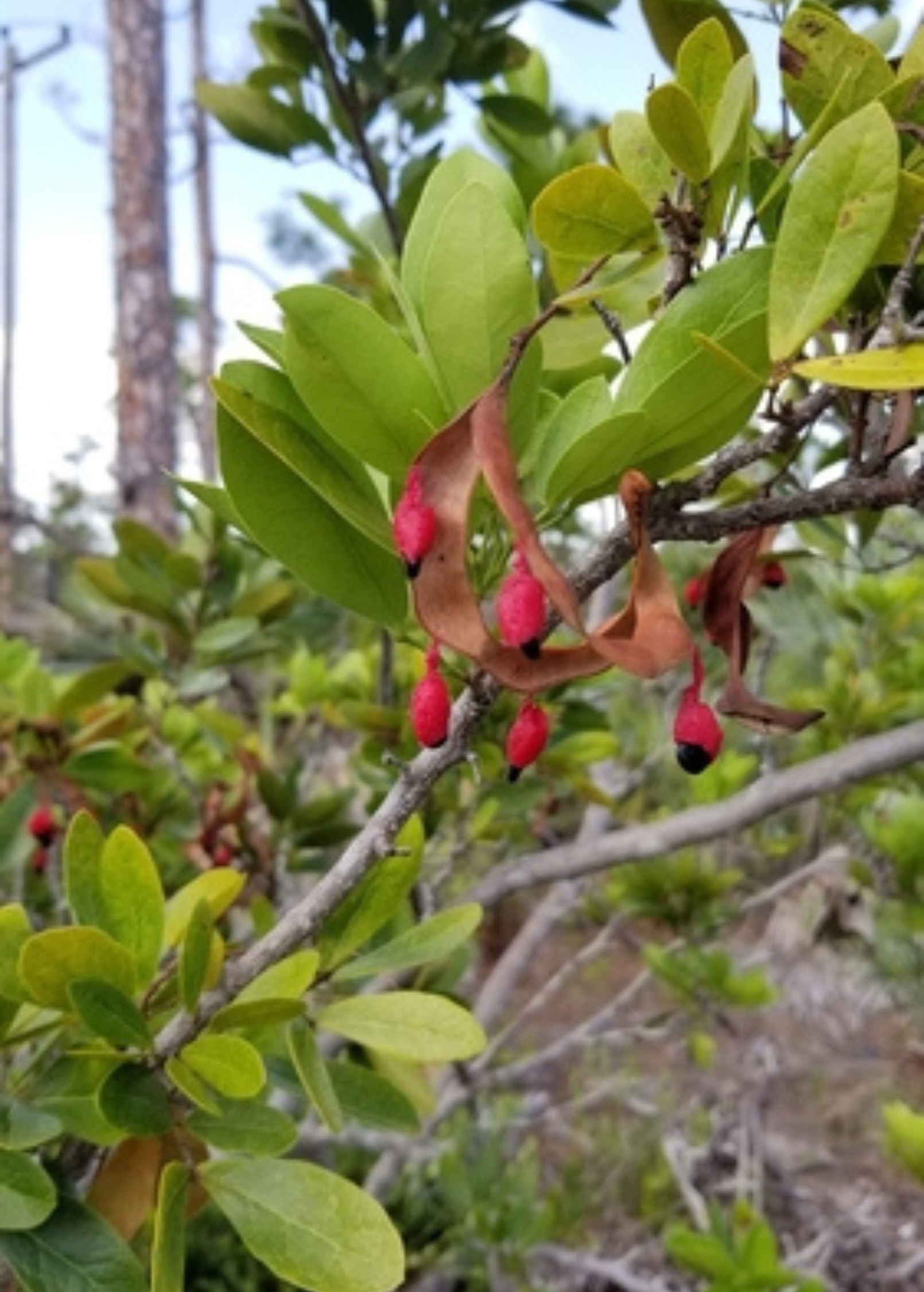 Black Bead (Pithecellobium keyense) - Tampa Home & Garden Store