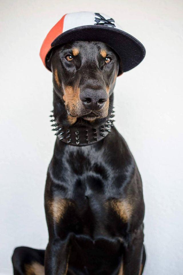 ''Black Giant'' collar - Tampa Home & Garden Store