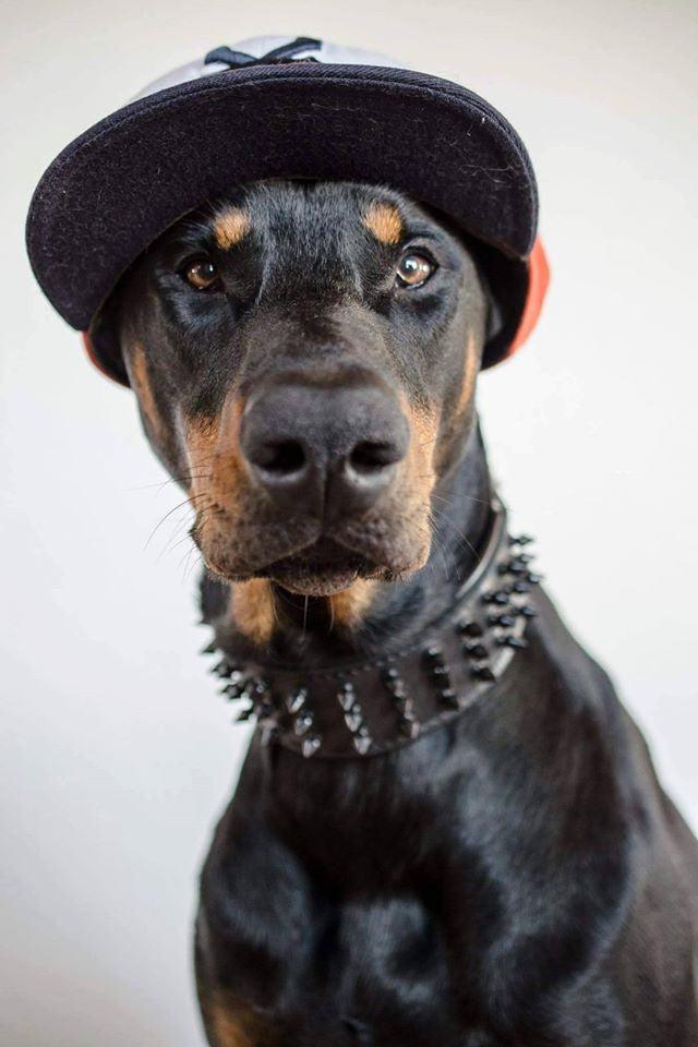 ''Black Giant'' collar - Tampa Home & Garden Store
