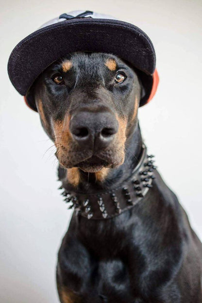 ''Black Giant'' collar - Tampa Home & Garden Store