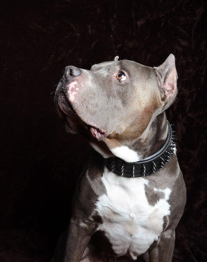 ''Black Giant'' collar - Tampa Home & Garden Store
