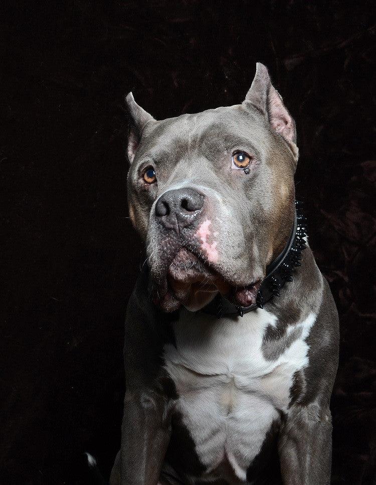 ''Black Giant'' collar - Tampa Home & Garden Store