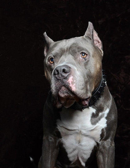 ''Black Giant'' collar - Tampa Home & Garden Store