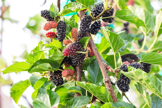 Black Mulberry - 50 Seeds - Morus Nigra, Non GMO, Heirloom - Tampa Home & Garden Store