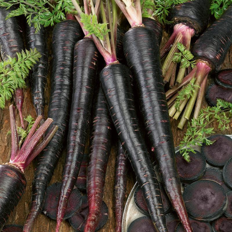 Black Nebula Carrot Seeds (Organic) - Tampa Home & Garden Store