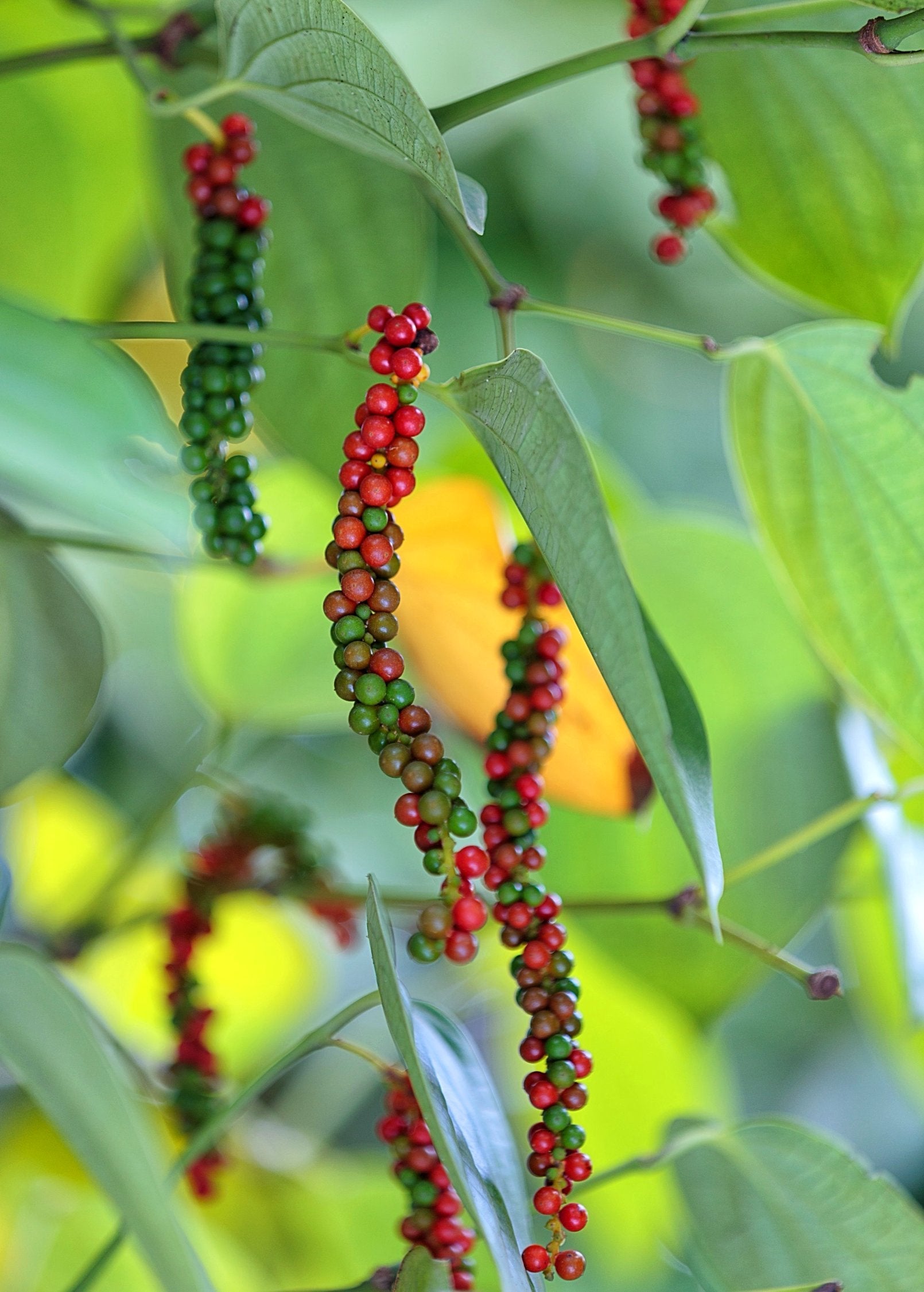 Black Pepper Vine (Piper nigrum) - Tampa Home & Garden Store