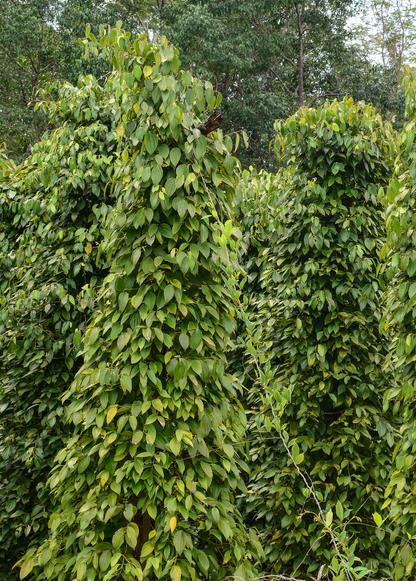 Black Pepper Vine (Piper nigrum) - Tampa Home & Garden Store