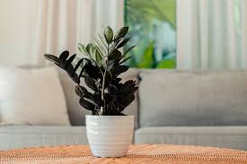 Black Raven ZZ Plant - Tampa Home & Garden Store