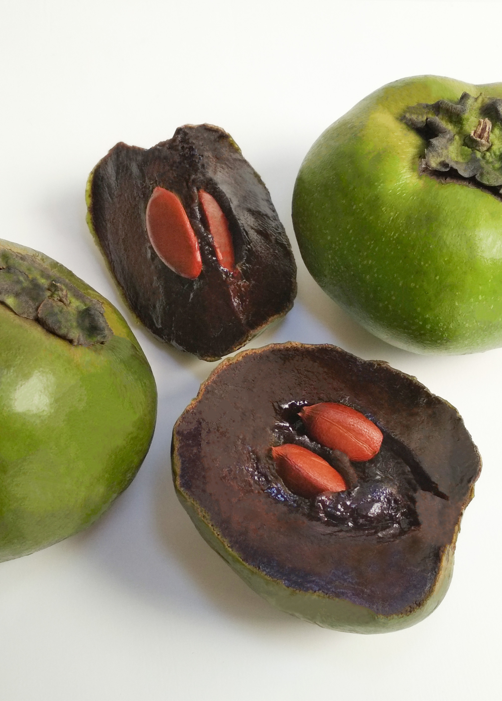 Black Sapote, Seedling (Diospyros nigra) - Tampa Home & Garden Store