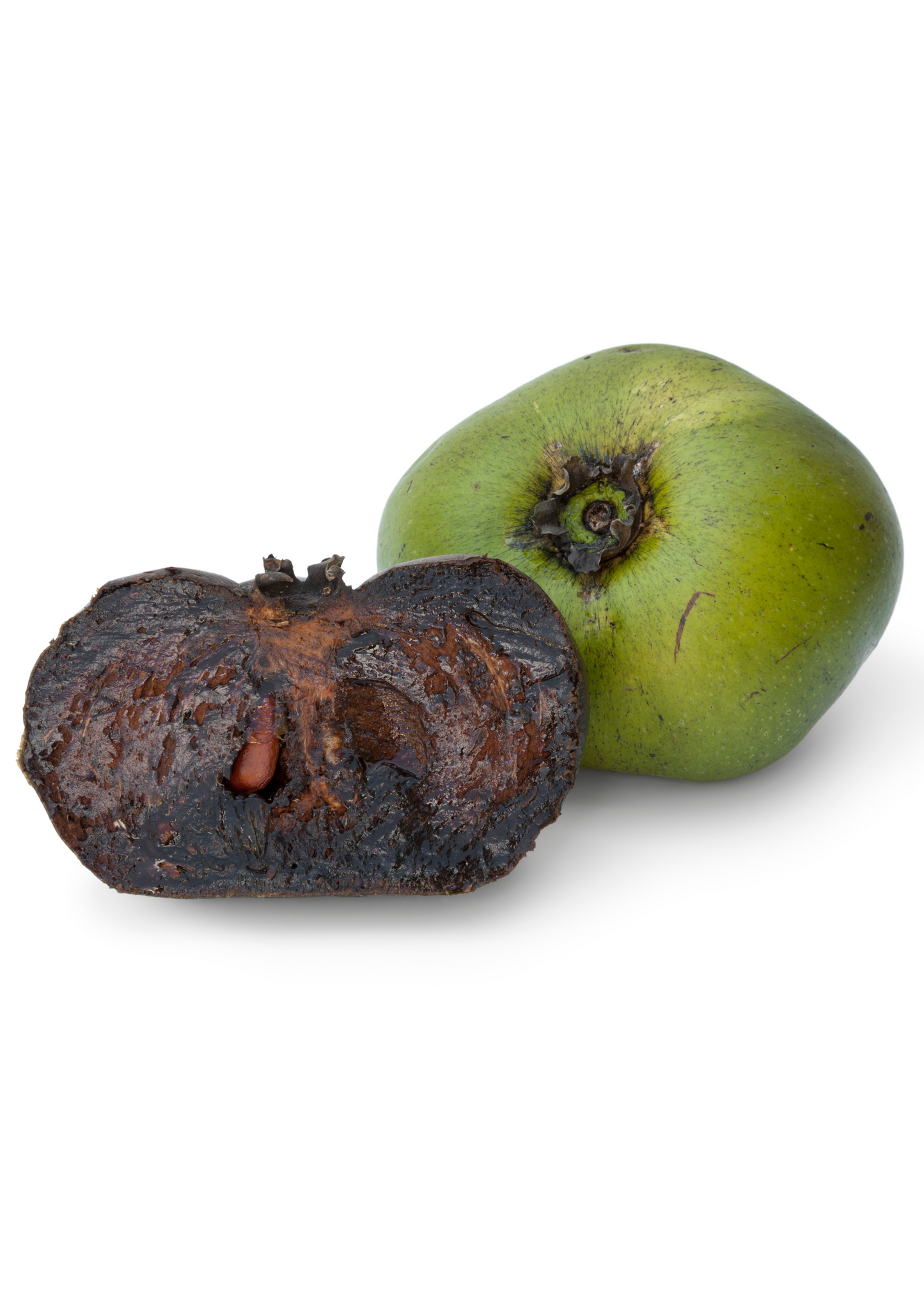 Black Sapote, Seedling (Diospyros nigra) - Tampa Home & Garden Store
