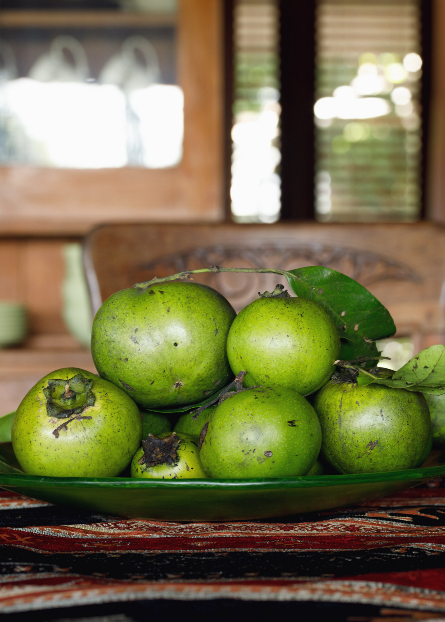 Black Sapote, Seedling (Diospyros nigra) - Tampa Home & Garden Store