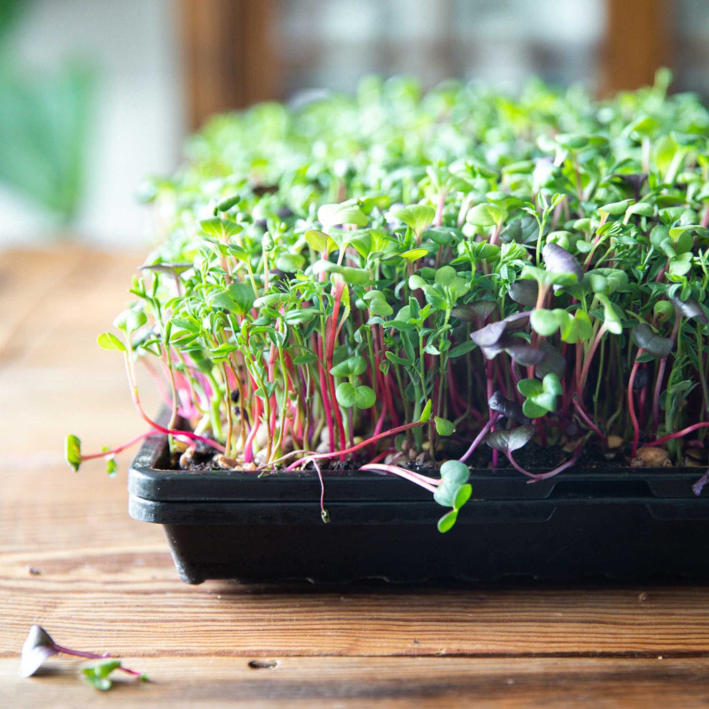 1020 plateaux Microgreen – peu profonds, extra résistants