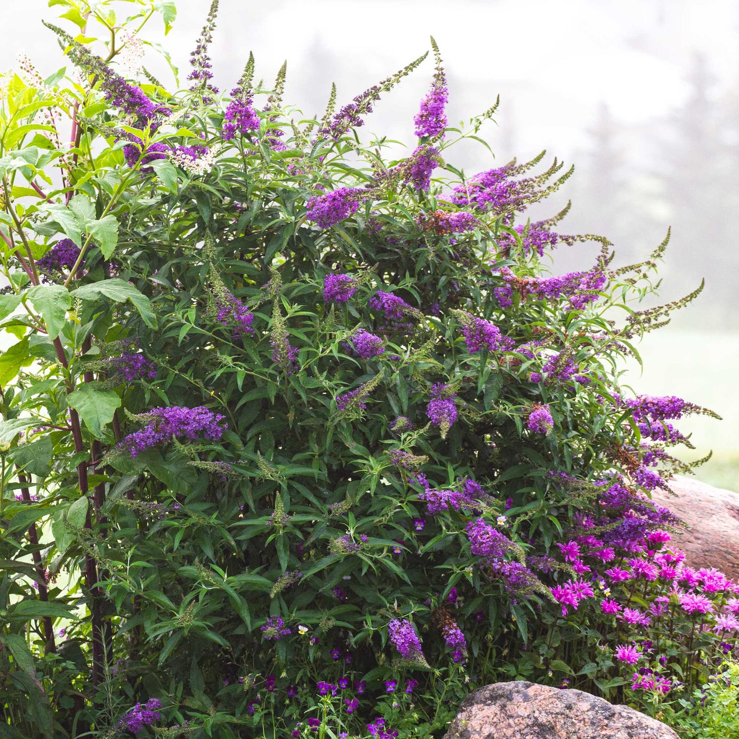 Black Knight butterfly bush plant with purple flower spikes and lush green leaves on Tampa Home & Garden Store