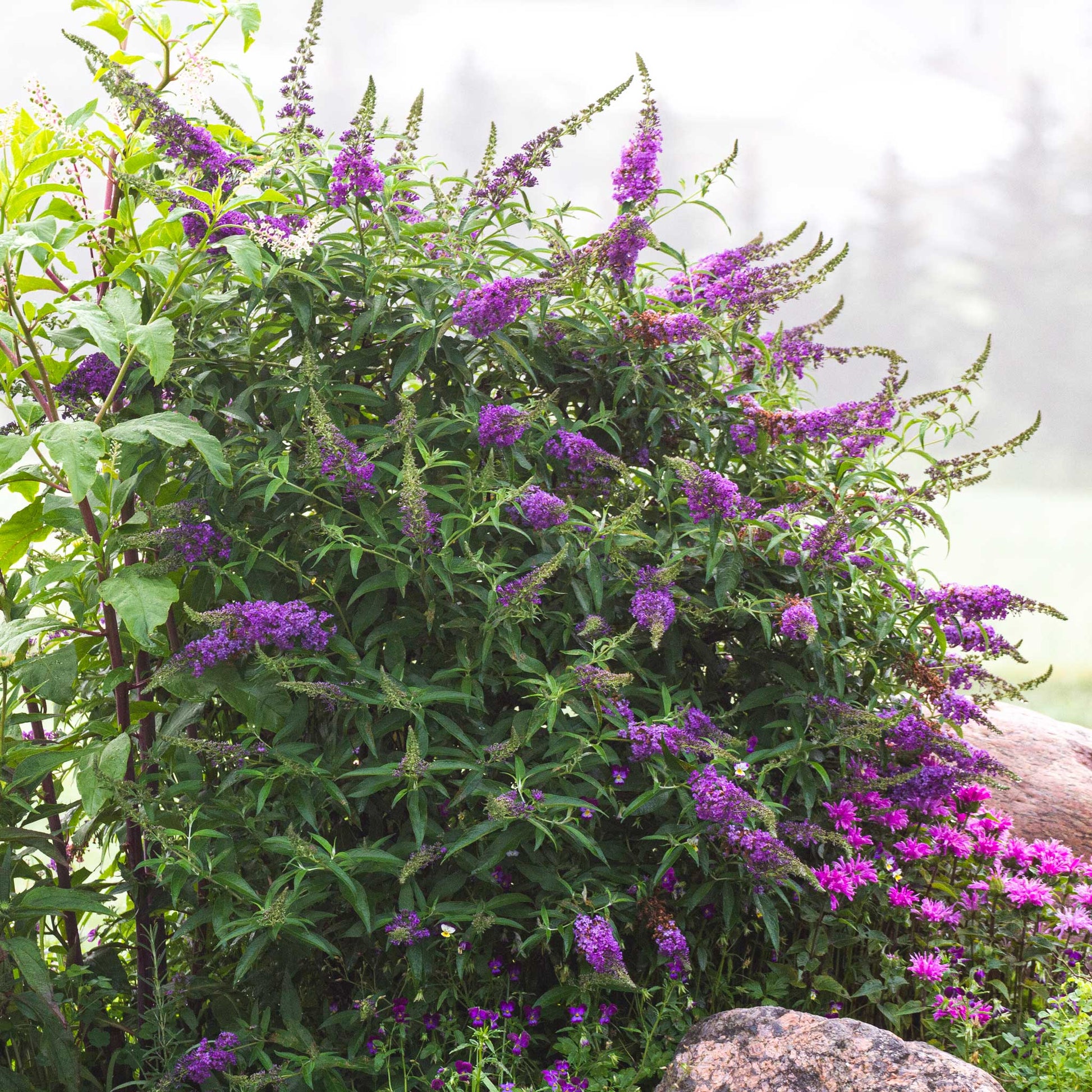 Black Knight butterfly bush plant with purple flower spikes and lush green leaves on Tampa Home & Garden Store