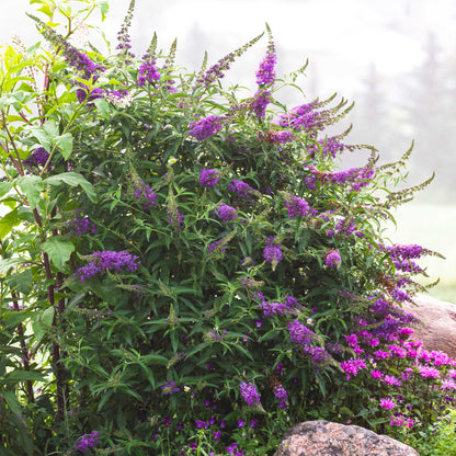 Black Knight butterfly bush plant with purple flower spikes and lush green leaves on Tampa Home & Garden Store