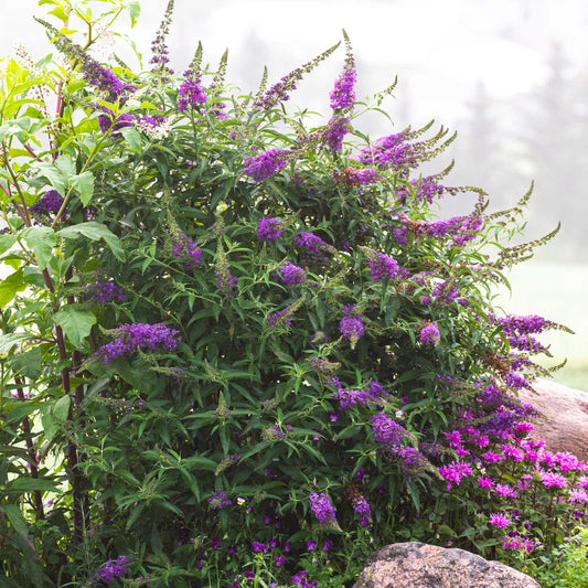 Black Knight butterfly bush plant with purple flower spikes and lush green leaves on Tampa Home & Garden Store