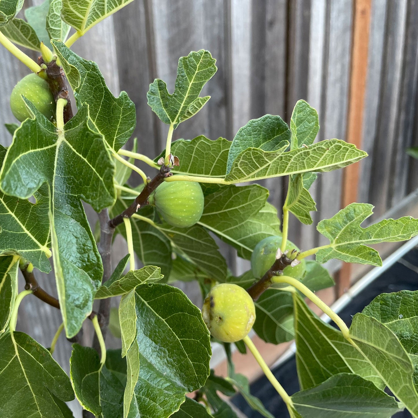 Black Mission Fig plant by Live Good Logistics, green figs on lush leaves on Tampa Home & Garden Store