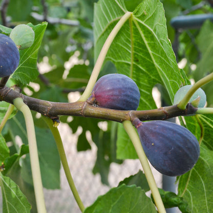 Black Mission Fig plant by Live Good Logistics with purple fruit on green stems on Tampa Home & Garden Store