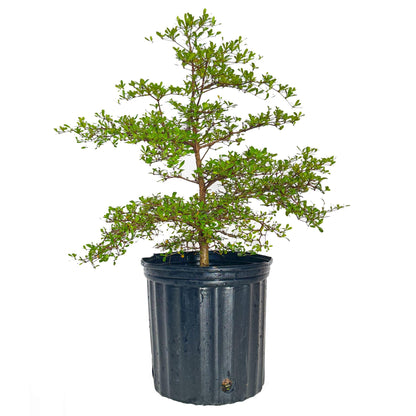 Black Olive Tree plant in black nursery pot, Live Good Logistics, Indoor & Outdoor Plants on Tampa Home & Garden Store