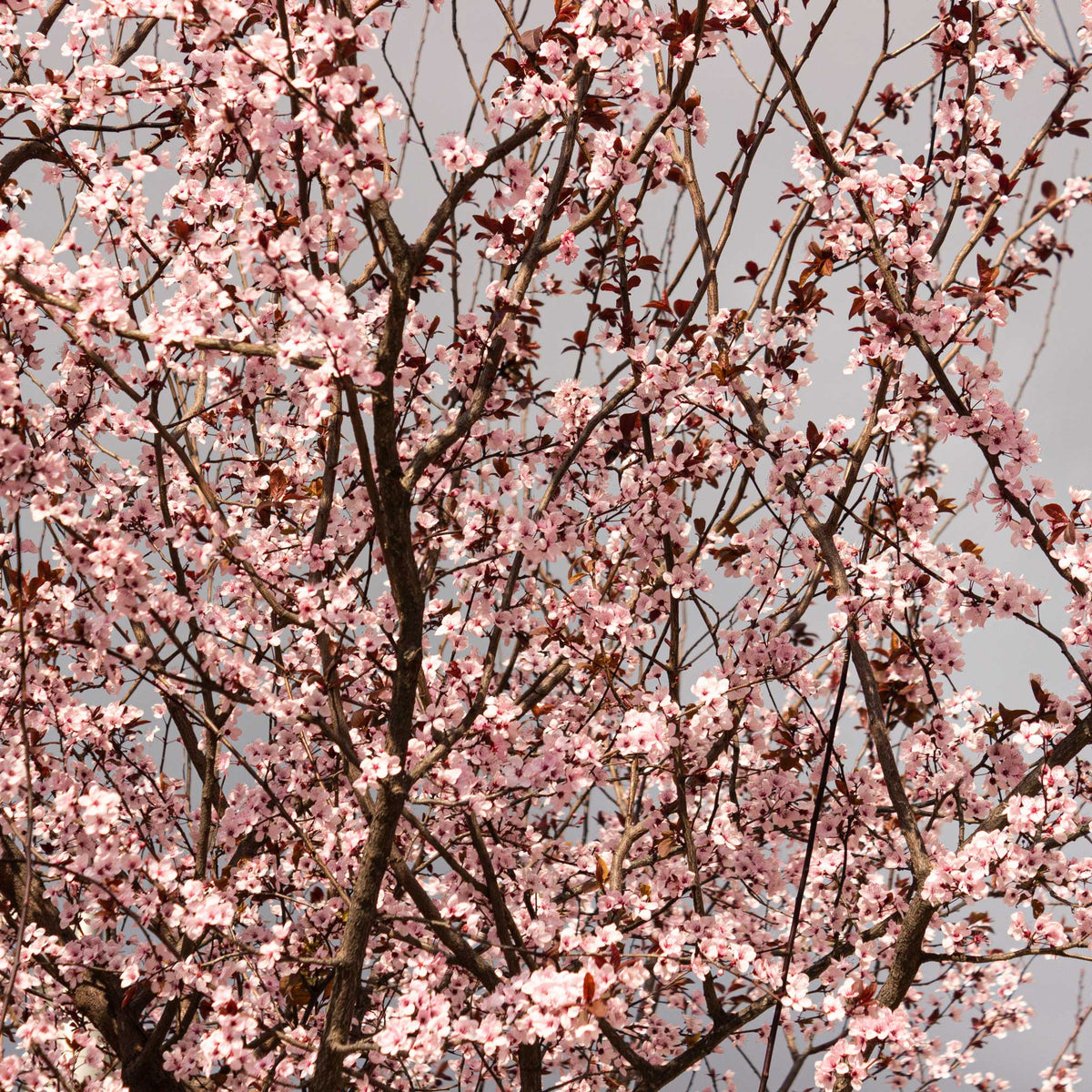 Black Tartarian Cherry Tree plant with pink blossoms on brown branches Live Good Logistics on Tampa Home & Garden Store