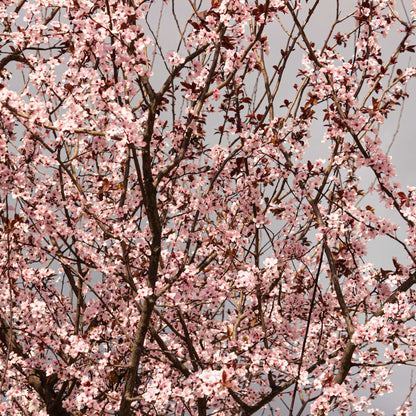 Black Tartarian Cherry Tree plant with pink blossoms on brown branches Live Good Logistics on Tampa Home & Garden Store