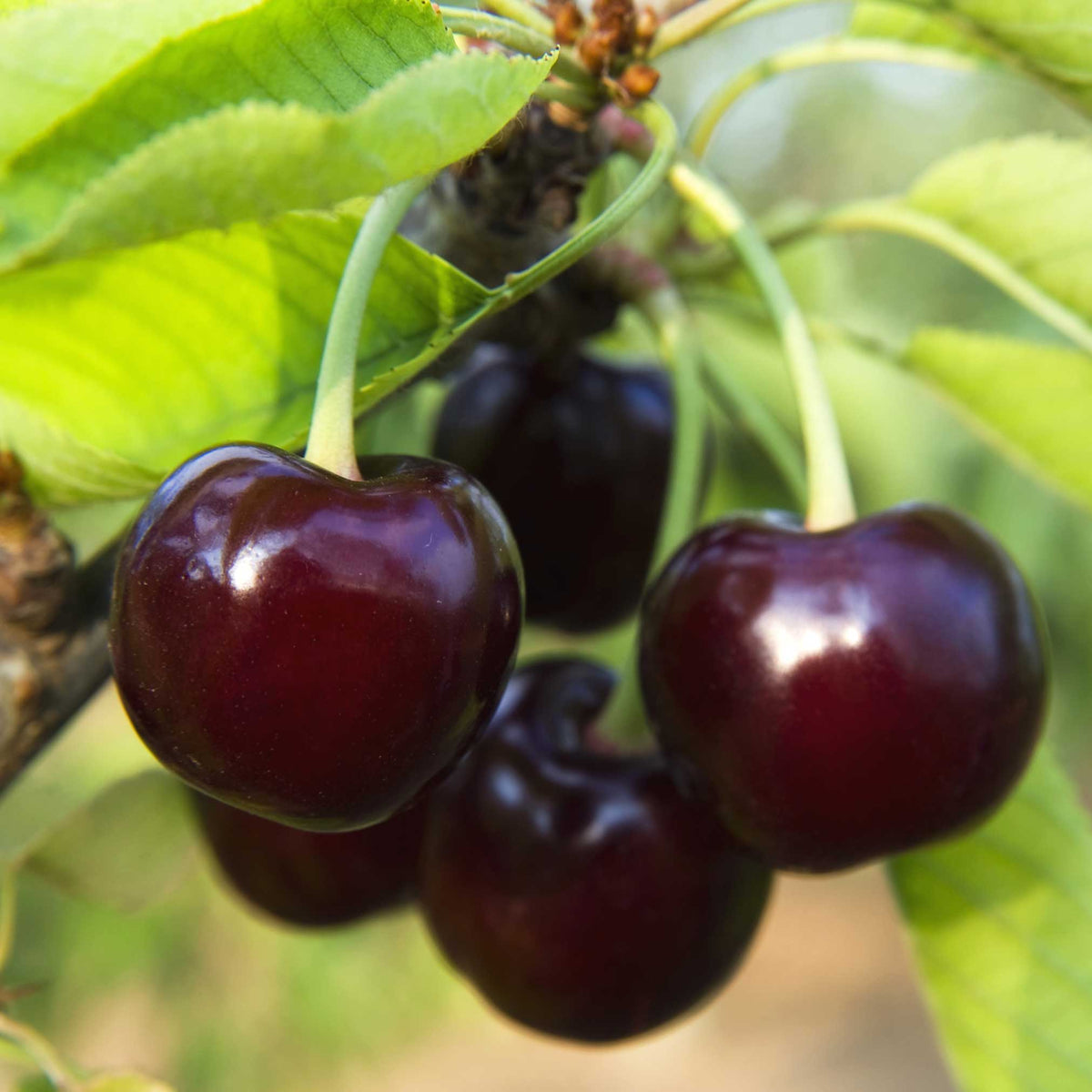 Black Tartarian Cherry Tree fruit close-up with dark purple cherries and bright green leaves on Tampa Home & Garden Store
