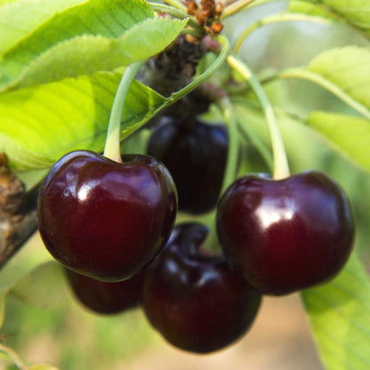 Black Tartarian Cherry Tree fruit close-up with dark purple cherries and bright green leaves on Tampa Home & Garden Store