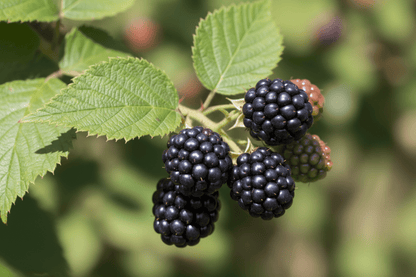 Blackberry Grow Kit - Tampa Home & Garden Store