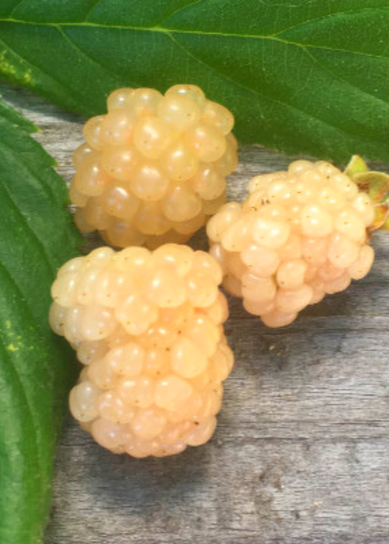 Blackberry 'Snowbank White' (Rubus) - Tampa Home & Garden Store