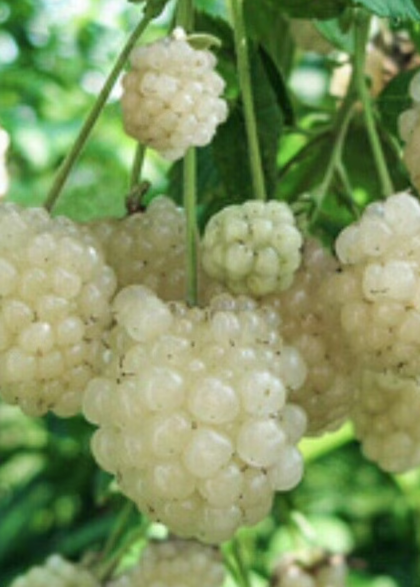 Blackberry 'Snowbank White' (Rubus) - Tampa Home & Garden Store