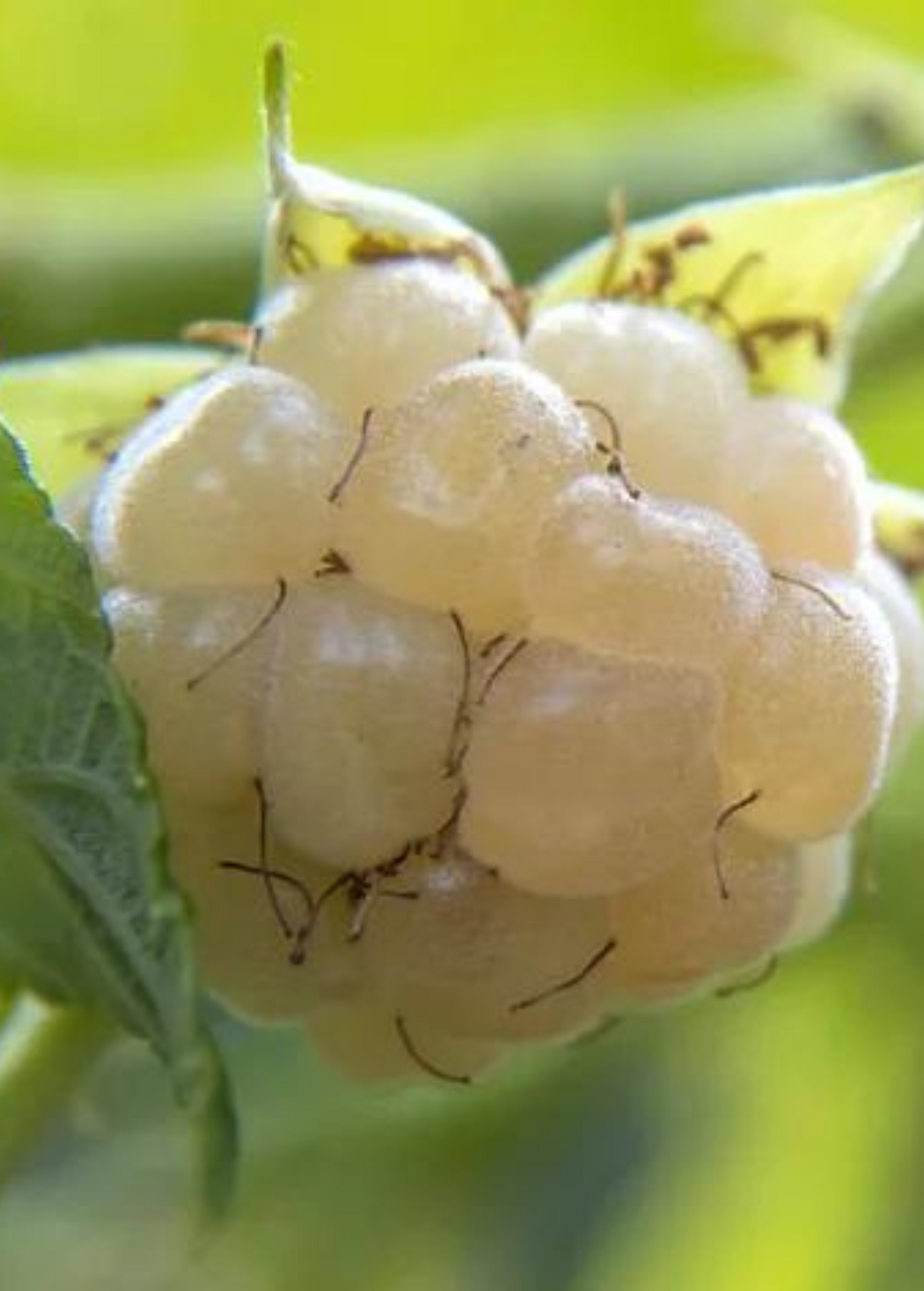 Blackberry 'Snowbank White' (Rubus) - Tampa Home & Garden Store