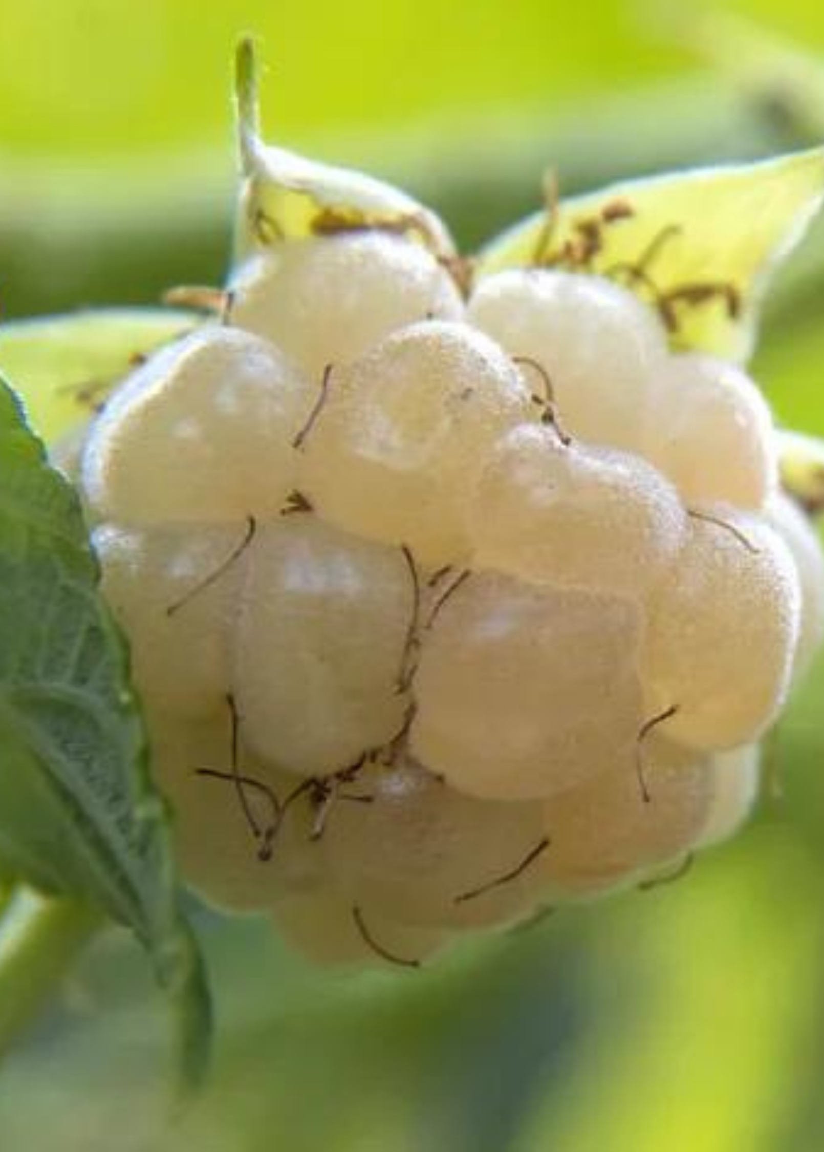 Blackberry 'Snowbank White' (Rubus) - Tampa Home & Garden Store
