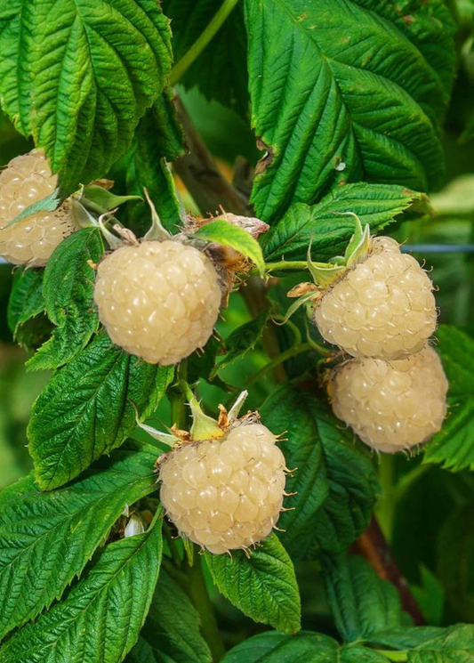 Blackberry 'Snowbank White' (Rubus) - Tampa Home & Garden Store