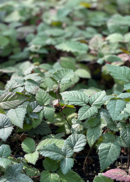 Blackberry, Thornless 'Natchez' (Rubus) - Tampa Home & Garden Store