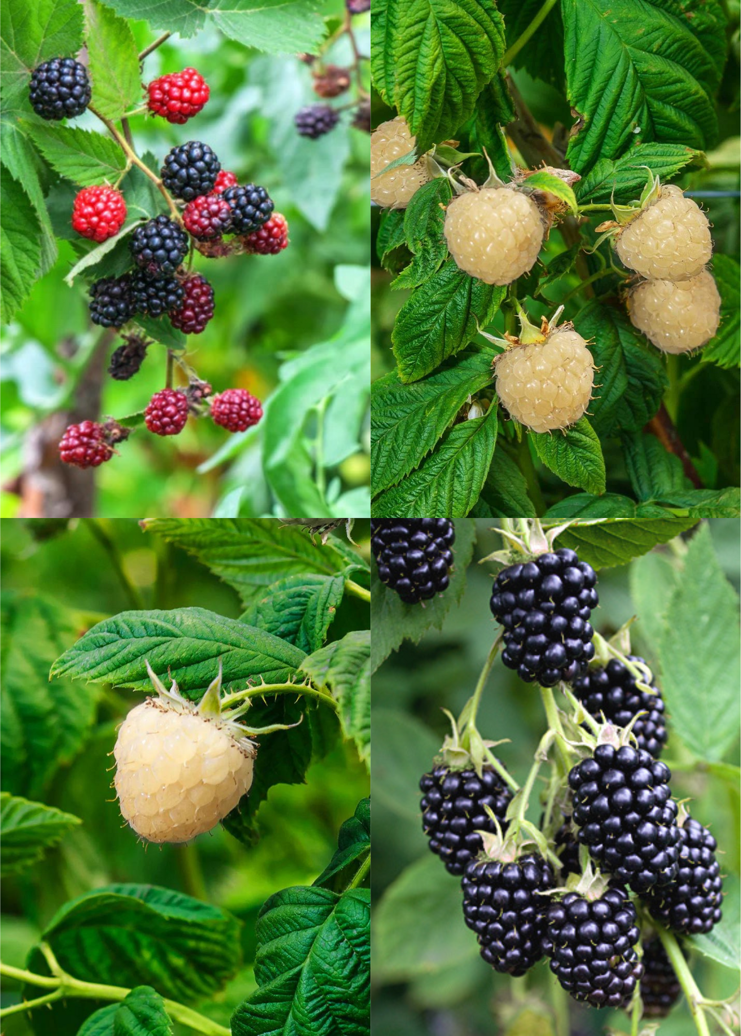 Blackberry Plant Bundle: 'Apache', 'Natchez', & 'Snowbank White'