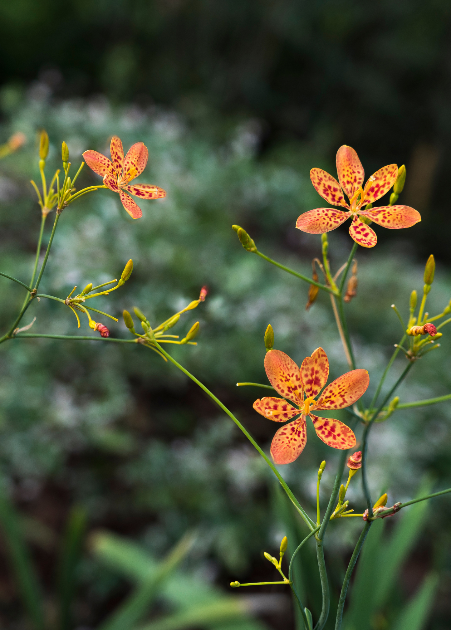 Blackberry Lily Plant (Iris domestica)