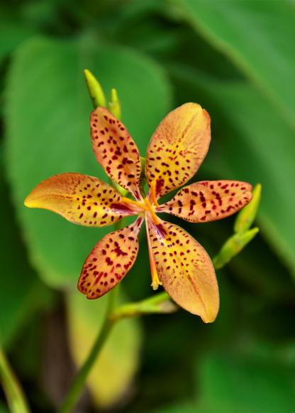 Blackberry Lily Plant (Iris domestica)