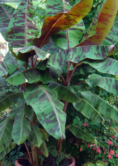 Blood Banana (Musa acuminata var. zebrina) - Tampa Home & Garden Store