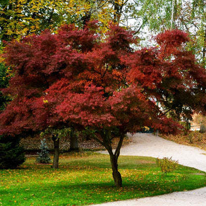 Bloodgood Japanese Maple plant with red autumn foliage, outdoor by Live Good Logistics on Tampa Home & Garden Store