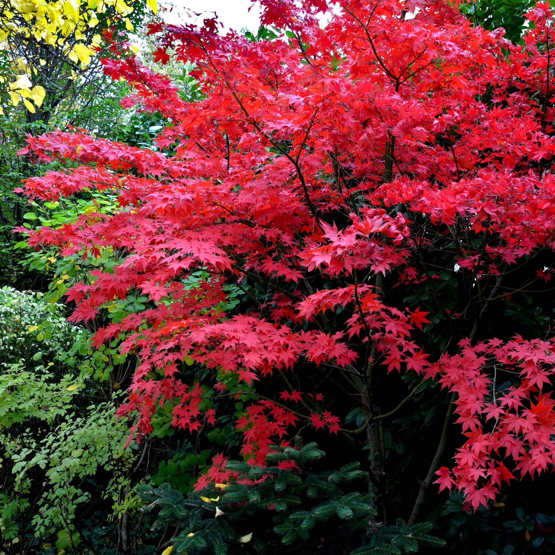 Bloodgood Japanese Maple plant with vibrant red foliage amid green and yellow leaves on Tampa Home & Garden Store