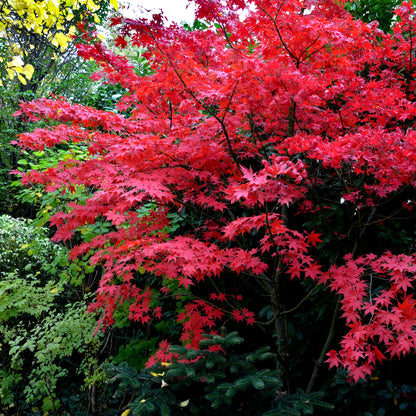 Bloodgood Japanese Maple plant with vibrant red foliage amid green and yellow leaves on Tampa Home & Garden Store